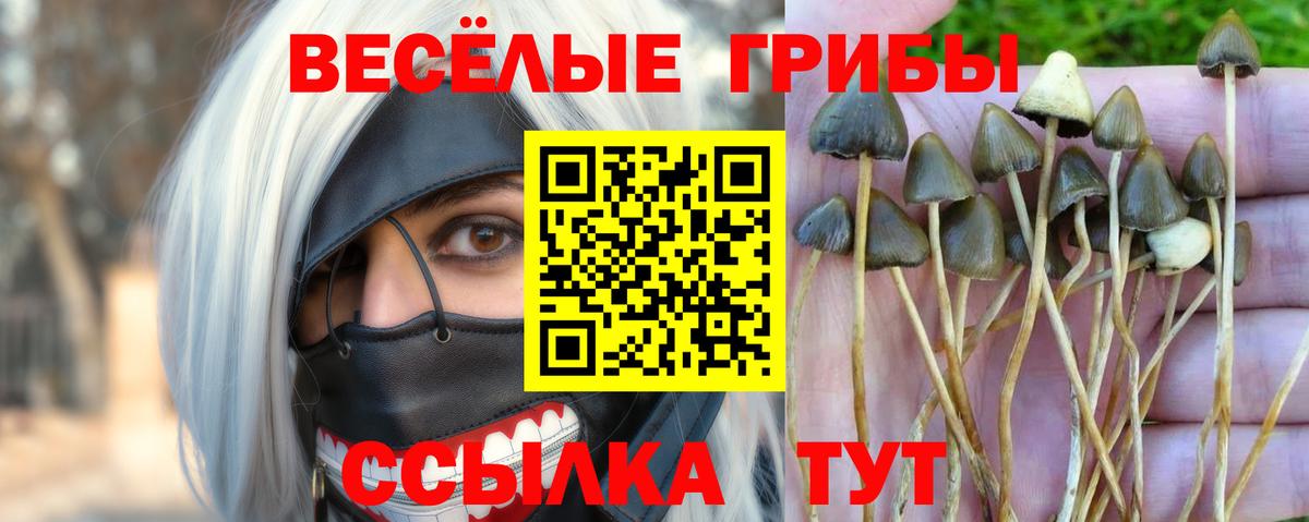 Псилоцибиновые грибы прущие грибы Рассказово